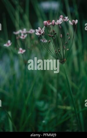 Butomus umbellatus (rush), close-up Der blumenstengel Stockfoto