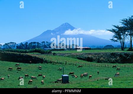 Neuseeland, Nordinsel, Egmont National Park, Blick über Weiden in Richtung Mount Taranaki Stockfoto