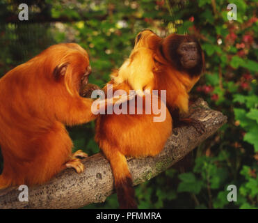 Golden Lion Tamarins, leontopithecus Rosalia, adult baby auf dem Rücken von anderen Erwachsenen gepflegt werden, alle auf Ast sitzend. Stockfoto