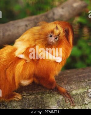 Golden Lion Tamarins, leontopithecus Rosalia, adult baby auf seinen Rücken auf Ast sitzend, Seitenansicht. Stockfoto