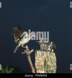 Gemeinsame Kuckucks Cuculus canorus, Küken thront auf einem Baumstumpf gespeist durch erwachsene Pieper, motacillidae. Stockfoto