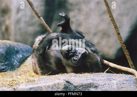 USA, Illinois, Chicago, Lincoln Park Zoo, Flachlandgorilla, liegend auf dem Rücken und umarmen sich, ganz nah. Stockfoto