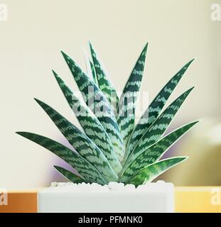Aloe Pflanze mit panaschierten Blättern in weißen Übertopf Stockfoto