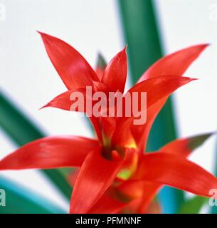 Rote Blüte Guzmania, close-up Stockfoto