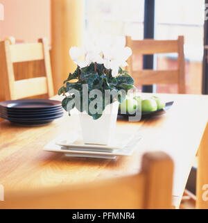 Weiß - blühende Alpenveilchen, mit Vorzüglich markierten Laub, in einem verglasten Topf auf zwei passenden quadratischen Platten in verschiedenen Größen, in der Mitte des hölzernen Tisch platziert. Stockfoto