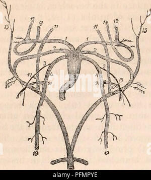 . Die cyclopaedia von Anatomie und Physiologie. Anatomie, Physiologie, Zoologie. 98 Amphibien. Abb. 20.. vorn, das Herz besteht aus einer einzigen Ventrikel, und zwei öhrchen. Die Existenz eines Se-cond Ohrmuschel wurde zum ersten Mal in der höheren Formen gezeigt, die Frösche und Kröten, von Dr. Davy, * und, obwohl in der neuesten Arbeiten von Cuvier und Meckel der Ohrmuschel in diesen Formen ist Angerissen als Einzel-, doch je mehr komplizierte Struktur seit reichlich von vielen anderen Anatomen bestätigt worden. Vor allem hat die biauricular Weberf Struktur in einer grossen amerikanischen Frosch beschrieben; aber er scheiterte an den Dämon - strate Es i Stockfoto