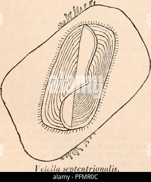 . Die cyclopaedia von Anatomie und Physiologie. Anatomie, Physiologie, Zoologie. ACALEPH 7E. Rhigostoma caruleu. hohl; und, wenn mit dem Appen-dages der verdauungsfördernden Hohlräume, oder wenn Sie eine vesikel an ihrer Basis, sehr extensile. Mehrere Gattungen haben Saugnäpfe an den Extremitäten, und entlang der Seiten, ihrer tentacula, durch die die Beute belegt ist. Die TENTA - longet, extensile sind scheinen durch das Zwingen der Wasser in ihrem inneren Hohlraum, durch die Kontraktionen der Vesikel an ihrer Basis projiziert werden. Der Umfang, in dem die Fadenförmigen Orgel so verlängert wird, Stockfoto