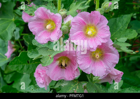 Gemeinsame Malve (Alcea rosea) im Garten Stockfoto