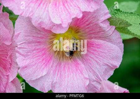 Bumblebee Pollen sammeln von einem gemeinsamen Malve (Alcea rosea) im Garten Stockfoto