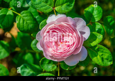 Rosa Englisch Strauch rose Stockfoto
