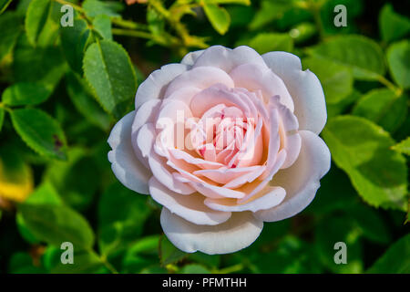 Rosa Englisch Strauch rose Stockfoto