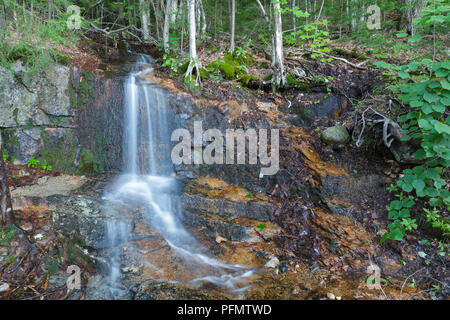 Kleinen Bach entlang der Lincoln Woods Trail in Lincoln, New Hampshire USA. Stockfoto