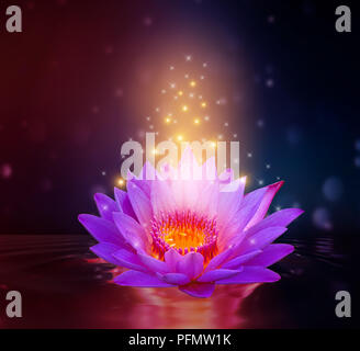 Lotus Pink Violett schwimmende Licht funkeln lila Hintergrund Stockfoto
