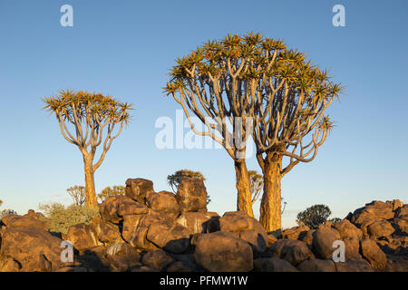 Warme Glühen am späten Nachmittag Sonne durch Bäume in Namibia Köcherbaumwald bei Keetmanshoop Stockfoto