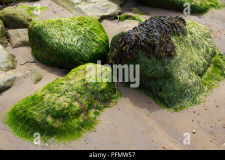 Felsen am Strand in Moos bedeckt. Stockfoto