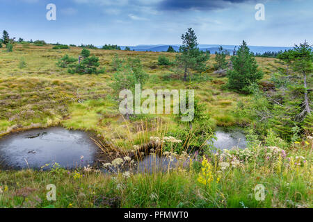 Impressionen aus dem Schwarzwald Stockfoto