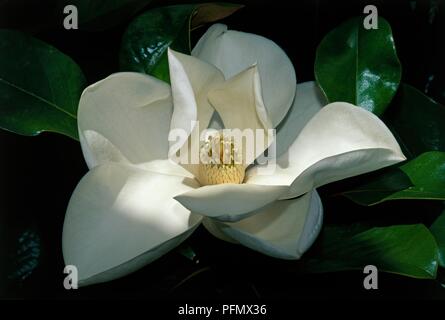 Magnolia grandiflora (Südliche Magnolia, Bull Bay), große Tasse-förmige weiße Blume tand glänzend grüne Blätter Stockfoto