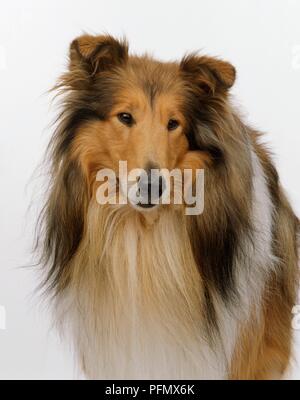 Kopf einer Rough Collie Hund, Nahaufnahme Stockfoto