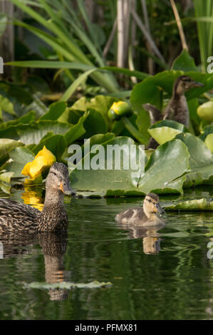 Enten schwimmen in einem Teich um Seerosen Stockfoto