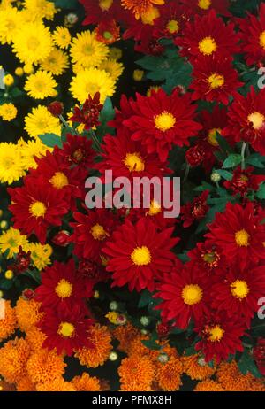 Farbenfrohe Gelbe, orange und rote Chrysanthemen, einschließlich Red Crysanthemum 'Buckeye', close-up Stockfoto