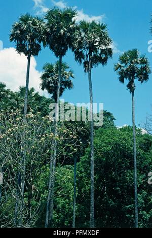 Borassus flabellifer (Palmyra Palm, Toddy Palm) hohen Palmen gegen Sky Stockfoto