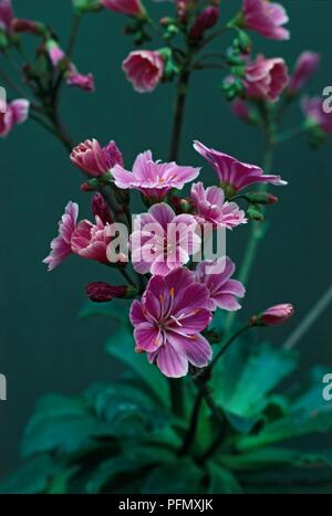 Rosa Blüten und Knospen von lewisia Keimblatt 'Hybriden' auf langen Stielen Stockfoto
