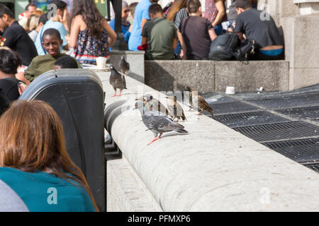 Touristen außerhalb ein Cafe auf der South Bank, mit Tauben und Stare scavenging Essen, London, UK. Stockfoto