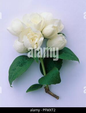 Blätter und Blüten von Cornus alba 'Sibirica' (Mock orange) Stockfoto