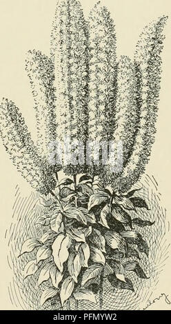 Diese Zyklopädie liefert detaillierte Informationen über den Anbau verschiedener Gartenbaupflanzen, einschließlich Obst, Gemüse und Zierblumen. Es bietet detaillierte Beschreibungen der in den USA und Kanada verkauften Pflanzenarten sowie geografische und biografische Skizzen wichtiger Gartenbaufiguren. Stockfoto