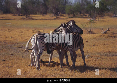 Burchell's Zebra, Equus burchelli, drei mit schwarzen und weißen Streifen, nahe beieinander stehen, zwei Nuzzling Köpfe gegen Flanke von Dritten, lange Schwänze zischenden, einer in Richtung Kamera schaut, Grünland im Hintergrund. Stockfoto