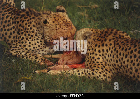 Afrika, Kenia, Masai Mara, zwei Geparden (Acinonyx jubatus) gegenüberliegende in Gras und Fütterung auf frischen töten, bis zu schließen. Stockfoto