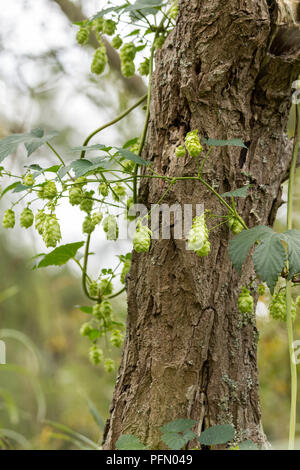 Hopfen (Humulus lupulus) von einem Baum in Arundel wetland Centre UK unterstützt. Herzförmige breiten Blättern und Hopfen jeweils auf einem eigenen Stammzellen alle grün. Stockfoto