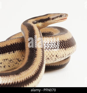 Ansicht eines mexikanischen Rosy Boa, C. trivirgata trivirgata, mit dunkelbraunen Streifen auf Creme Haut. Stockfoto