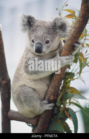 Koala (Phascolarctos cinereus) umarmen Baumstrukturzweig. Stockfoto