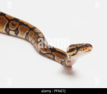 Seitenansicht der Kopf einer Royal Python hat eine breite Schnauze und kleinen Skalen auf der Oberseite des Kopfes. Die Augen sind groß mit vertikalen Schüler, und die Hitze, die Gruben sind deutlich sichtbar. Stockfoto