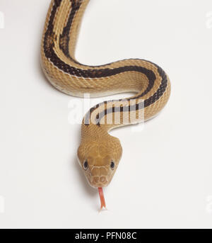 Ansicht des ''Blond'' in Form einer trans-pecos Ratsnake. Die Färbung ist weniger häufig als der typische Form. Die Markierungen sind kleiner und haben eine ausgewaschen aussehen, und die Hintergrundfarbe ist leichter. Stockfoto