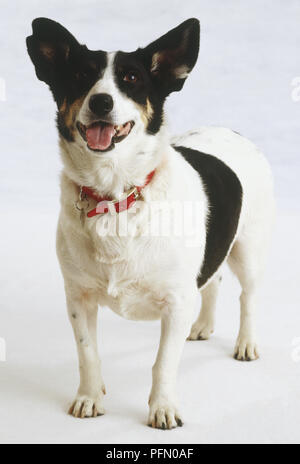 Jack Russell Terrier (Canis familiaris) stehend, Zunge raus, Vorderansicht Stockfoto