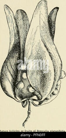 . Cyclopedia der amerikanischen Gartenbau, bestehend aus Anregungen für den Anbau von Gartenpflanzen, Beschreibungen der Arten von Obst, Gemüse, Blumen und Zierpflanzen in den Vereinigten Staaten und in Kanada verkauft, zusammen mit geographischen und Biographische Skizzen. Im Garten arbeiten. STEBCULIA follikulären, jede Kapsel unterschiedliche und entweder Woody oder membranaceous und manchmal öffnen und Verschleppung in ein Blatt - wie Körper lange vor Fälligkeit (Abb. 2399); Samen 1 - viele, manchmal arillate oder geflügelt, manchmal haarig. Sterculias haben sehr verschiedene Laub, die Blätter von verschiedenen Arten, einfach Stockfoto