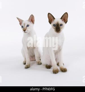 Paar Blue Point Siam Katzen nebeneinander sitzen Stockfoto