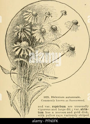 . Cyclopedia der amerikanischen Gartenbau: Bestehend aus Anregungen für den Anbau von Gartenpflanzen, Beschreibungen der Arten von Obst, Gemüse, Blumen und Zierpflanzen in den Vereinigten Staaten und in Kanada verkauft, zusammen mit geographischen und Biographische Skizzen. Gartenbau, Gartenbau, Gartenbau, Gartenbau. HELENIUM feuchten Orten, Can. toFla. und West B.C. und Ariz B.M. 2994. Gn. 29:533; 55:1216. A.G. 12:682. G.C. Iii. 10: 433.- Sehr auffällig. Es hat verschiedene Verdienst für die Rückseite der Grenzen, sondern ist mehr in Europa geschätzt als in Anieriou. Es gibt mehrere Garten Formen: Stockfoto