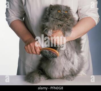 Bürsten Pulver durch Fell der langhaarigen Blau Perser Katze Stockfoto