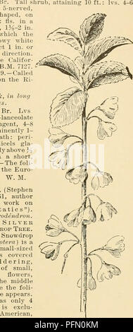 Die Cyclopedia of American Horticulture bietet umfassende Informationen über Gartenbaupflanzen und detailliert die Arten von Obst, Gemüse, Blumen und Zierpflanzen, die in den Vereinigten Staaten und Kanada verkauft werden. Es enthält Anleitungen zum Pflanzenanbau und bietet Beschreibungen von Pflanzen wie dem südafrikanischen Hamanthus, bekannt für seine leuchtend roten Blüten. Stockfoto