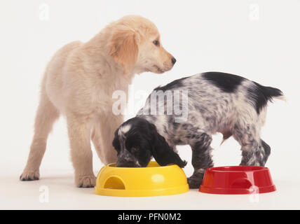 Schwarze und weiße Cocker Spaniel Welpen essen von der Golden Retriever Welpe Hund Schüssel Stockfoto