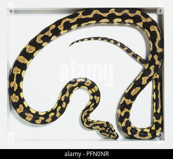 Dschungel Teppichpython (Morelia spilota cheynei), schwarze Schlange mit beigem Muster, eingerollt, Ansicht von oben Stockfoto