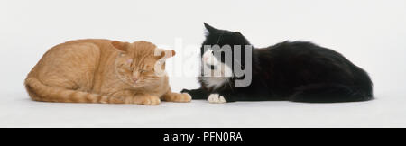 Ginger cat und schwarz-weisse Katze liegend Nebeneinander, close-up Stockfoto