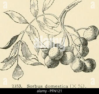 Die Cyclopedia of American Horticulture bietet detaillierte Beschreibungen und Anbauberatung für eine Vielzahl von Pflanzen, die in den USA und Kanada gefunden werden, von Obst und Gemüse über Blumen und Zierpflanzen, sowie geografische und biografische Einblicke. Stockfoto