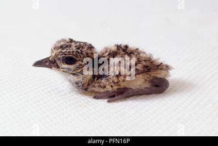 Gekrönt plover (Vanellus coronatus) Küken, Seitenansicht Stockfoto