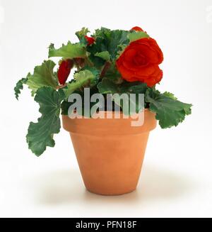 Begonia Non-Stop-Serie (Tuberous Begonia) Stockfoto