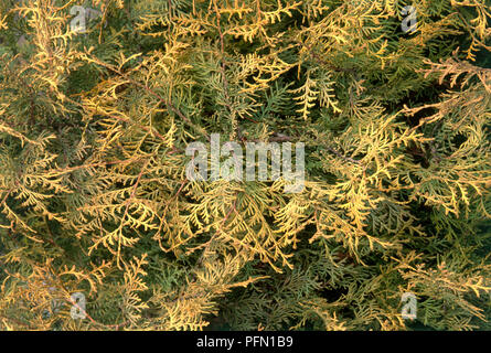 Blätter von Thuja occidentalis 'Rheingold' (östliche Lebensbaum), Full Frame Stockfoto
