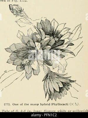 Dieser Eintrag aus der „Cyclopedia of American Horticulture“ beschreibt den Anbau und die Eigenschaften verschiedener Pflanzen, die in den USA und Kanada verkauft werden, darunter Phyllocactus, Otaheite Stachelbeere und Schneestrauch. Die Pflanzen zeichnen sich durch ihre einzigartigen Laub- und Wachstumsgewohnheiten aus, wobei sie sich auf ihr Aussehen und ihre Anbaumethoden konzentrieren. Stockfoto